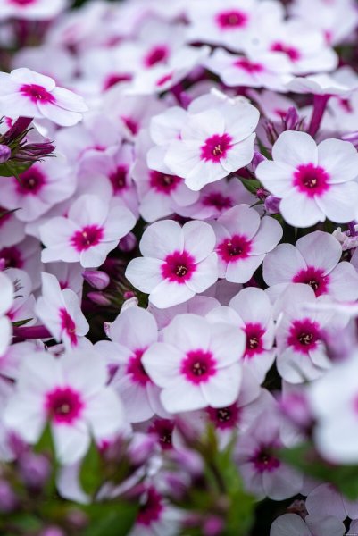 FLOX VZPŘÍMENÝ- PHLOX PANICULATA EARLY ® BLUSH POP