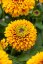 RUDBECKIA HIRTA JAMAICA