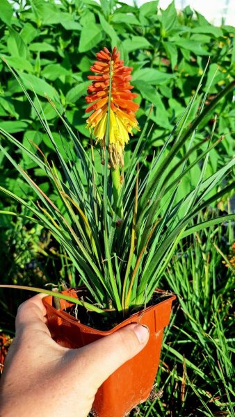 KLEOPATŘINA JEHLA - KNIPHOFIA ROCKET JR