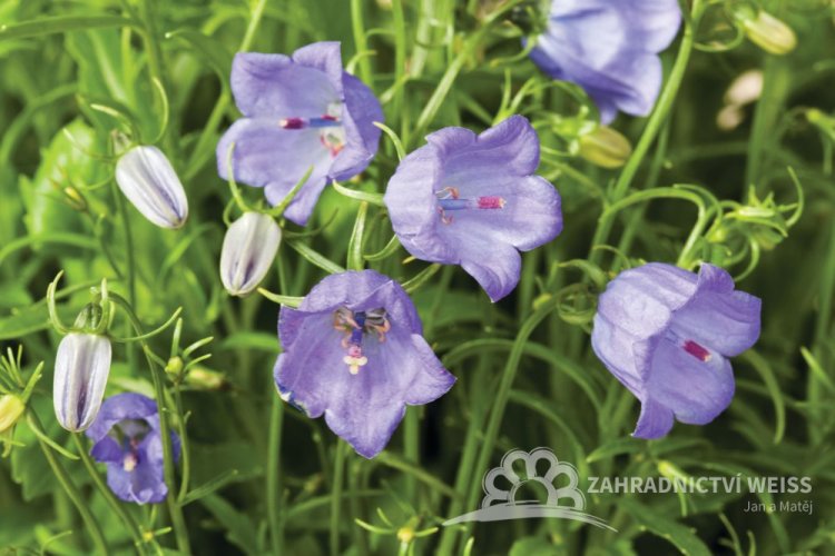 ZVONEK LŽIČKOLISTÝ - CAMPANULA SWINGING BELLS BLUE