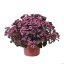SEDUM HYBR. GLOBE PURPLE