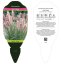PENNISETUM RED HEAD