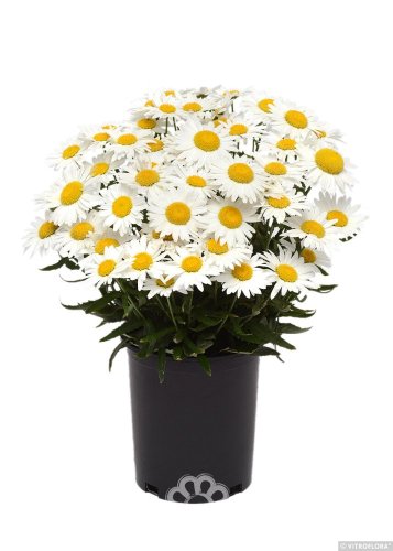 KOPRETINA VELKOKVĚTÁ - LEUCANTHEMUM SUPERBUM MADONNA