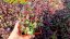 SEDUM SUNSPARKLER FIRECRACKER