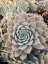 NETŘESK - SEMPERVIVUM HYBRIDUM AQUILA