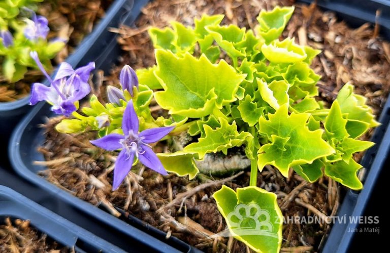 CAMPANULA GARGANICA DICKSON´S GOLD