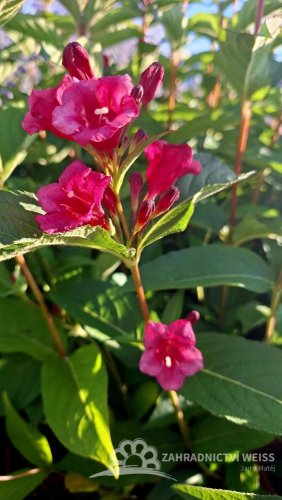 WEIGELA BRISTOL RUBY
