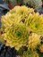 NETŘESK - SEMPERVIVUM HYBRIDA LEO