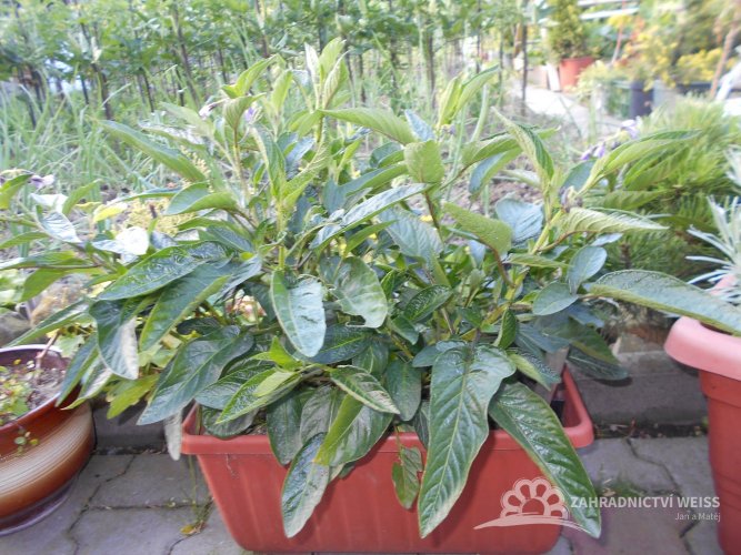 PEPINO GOLD - SOLANUM MURICATUM