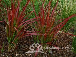 IMPERATA CYLINDRICA - IMPERÁTA VALCOVITÁ