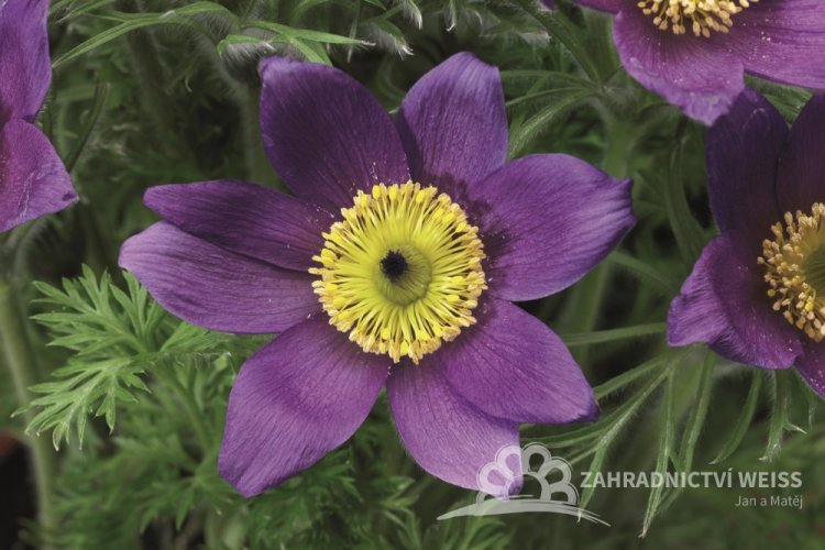 KONIKLEC FIALOVÝ - PULSATILLA VIOLET