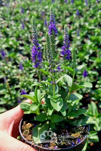 ROZRAZIL KLASNATÝ - VERONICA SPICATA ANNIVERSARY BLUE