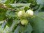 LÍSKA OBECNÁ - CORYLUS AVELLANA - LÍSKOVÉ OŘECHY