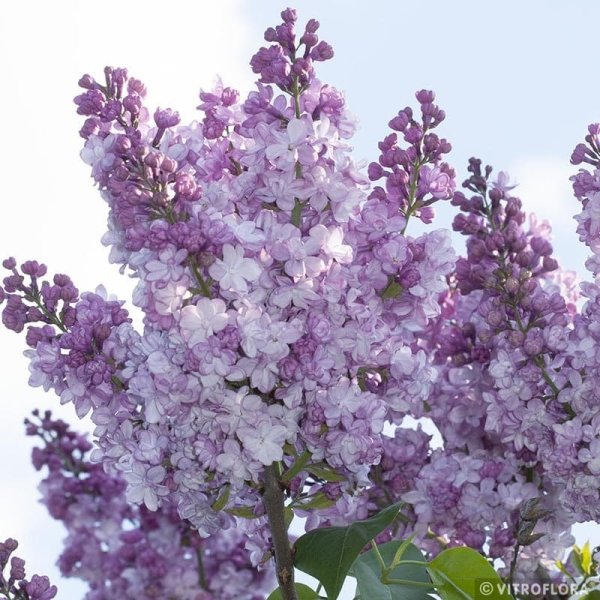 ŠEŘÍK OBECNÝ - SYRINGA VULGARIS  GENERAL PERSHING