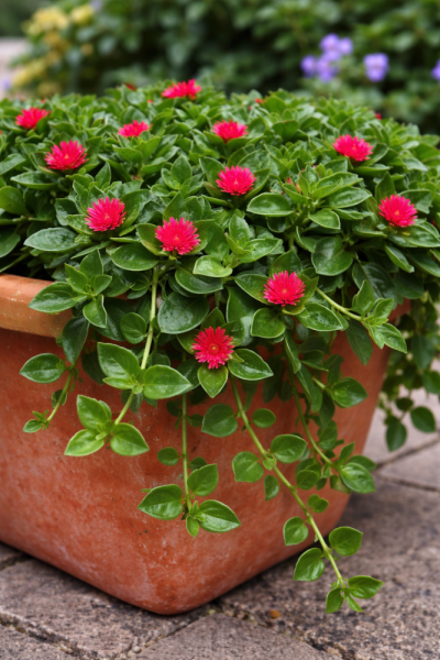 APTENIE CORDIFOLIA - MEZOO ZELENÉ