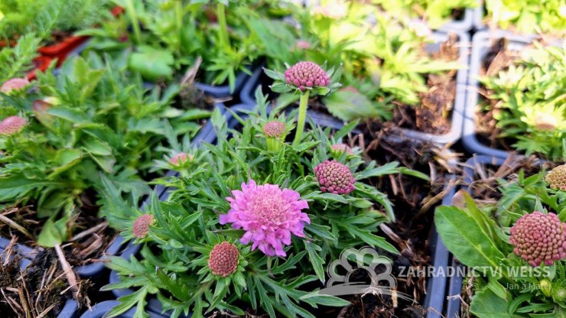 HLAVÁČ JAPONSKÝ - SCABIOSA JAPONICA RITZ ROSE