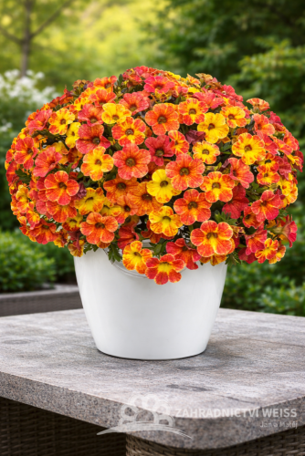 MILLION BELLS – CALIBRACHOA ‘CHAMELEON ATOMIC ORANGE’