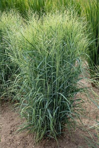 PROSO PRUTNATÉ - PANICUM VIRGATUM PRAIRIE SKY