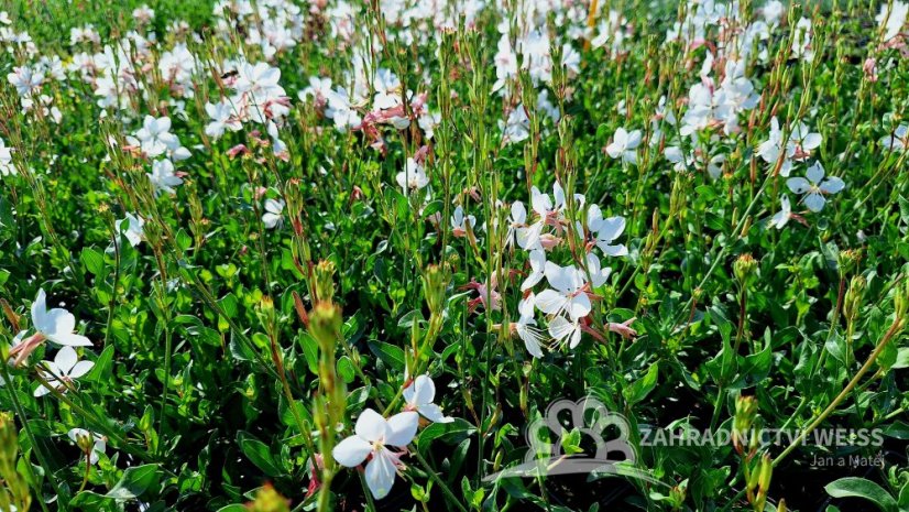 GAURA LIND. FLAMINGO WHITE