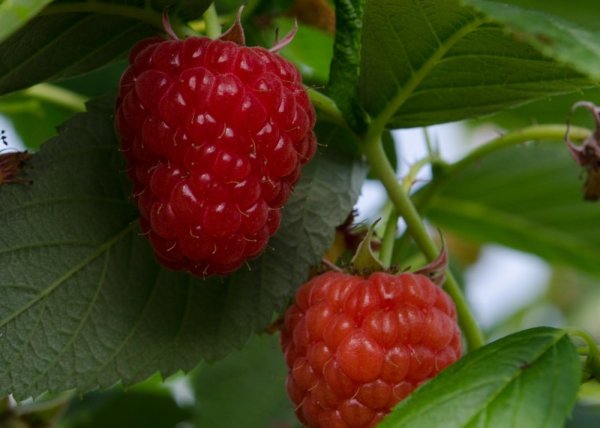 MALINA STÁLEPLODÍCÍ - RUBUS IDAEUS DELNIWA