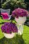 PETÚNIE - PETUNIA SWEETUNIA PURPLE GEM