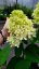 HORTENZIE LATNATÁ - HYDRANGEA PANICULATA SKYFALL