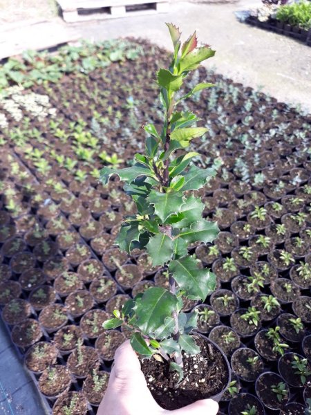 ILEX x MESERVEAE "BLUE ANGEL ®"