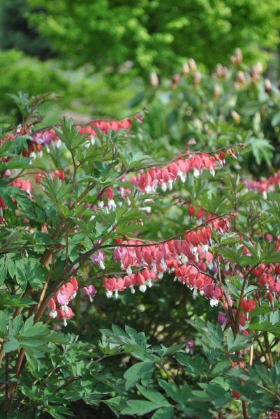 SRDCOVKA NÁDHERNÁ - DICENTRA SPECTABILIS VALENTINE