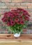 RUDBECKIA x HYBRIDA FLAMENCO TRUE RED ®