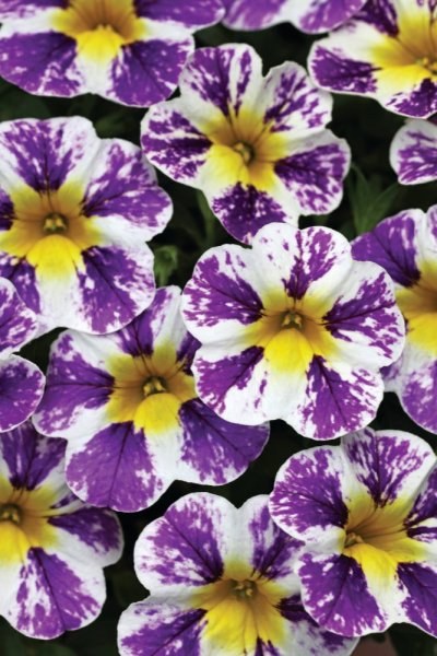 MILLIONBELLS - CANDY SHOP GRAPE SPLASH