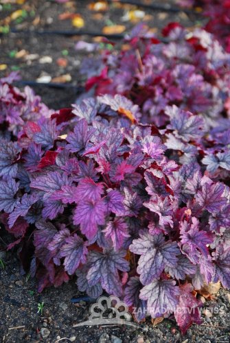 HEUCHERA x HYBRIDA SHANGHAI