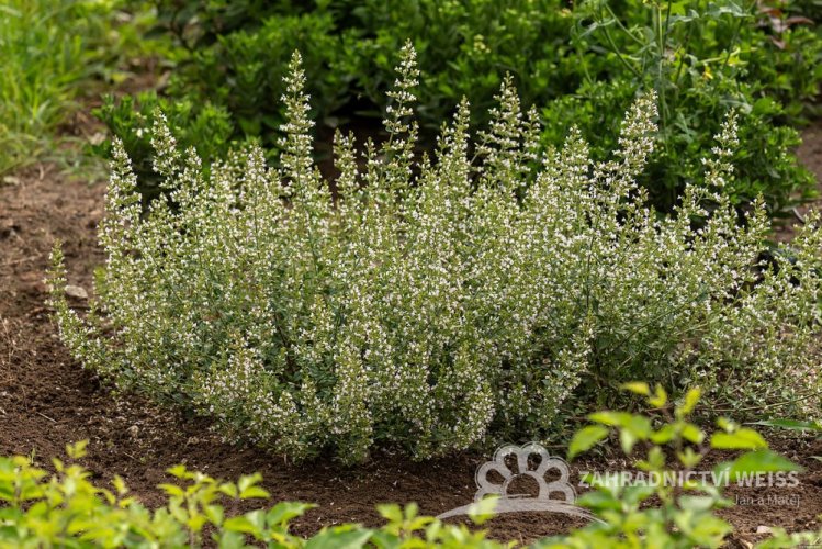 MARULKA LÉKAŘSKÁ – CALAMINTHA NEPETA - BÍLÁ
