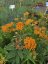 KLEJICHA - "ASCLEPIAS TUBEROSA"