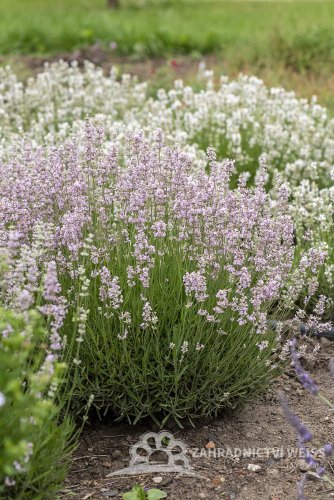 LEVANDULE RŮŽOVÁ - LAVANDULA ANGUSTIFOLIA "ROSEA"