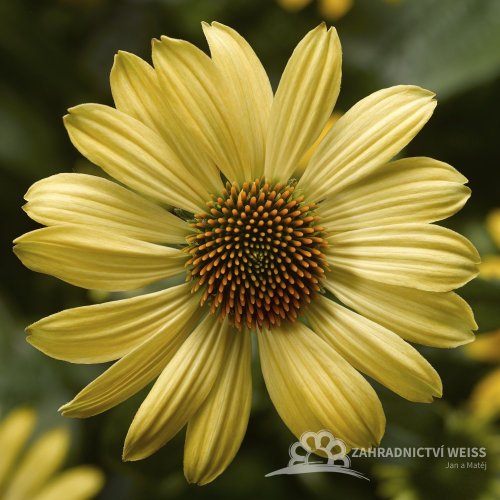 ECHINACEA PURP. PRAIRIE BLAZE GOLDEN YELLOW