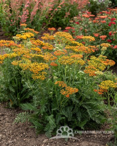 ACHILLEA MILLEFOLIUM SASSY SUMMER SUNSET