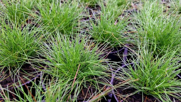 FESTUCA GAUTIERI - KOSTŘAVA ZELENÁ