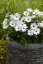 OSTEOSPERMUM BÍLE - MARGARITA WHITE