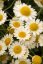 RMEN BARVÍŘSKÝ – ANTHEMIS TINCTORIA SAUCE HALLANDAISE