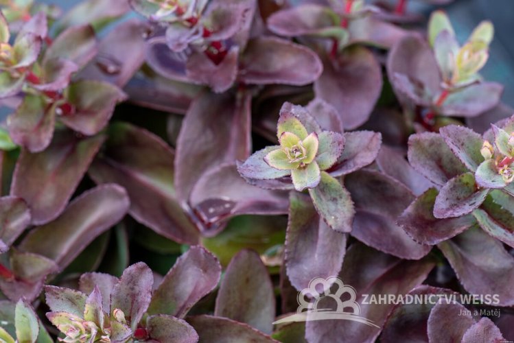 SEDUM HYBRID. GLOBE  YELLOW