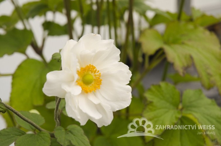 ANEMONE HYB. SUMMER WHIRLWIND