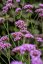 VERBENA BONARIENSIS - SPORÝŠ ARGENTINSKÝ