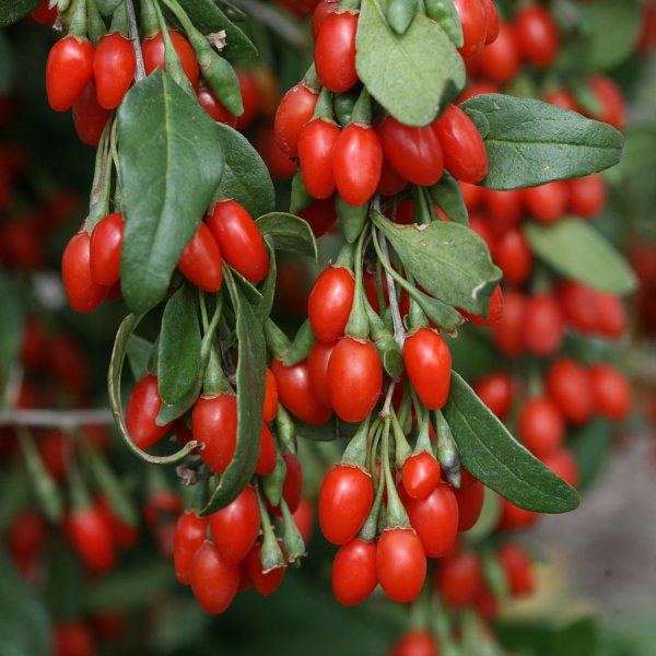 KUSTOVNICE ČÍNSKÁ -GOJI