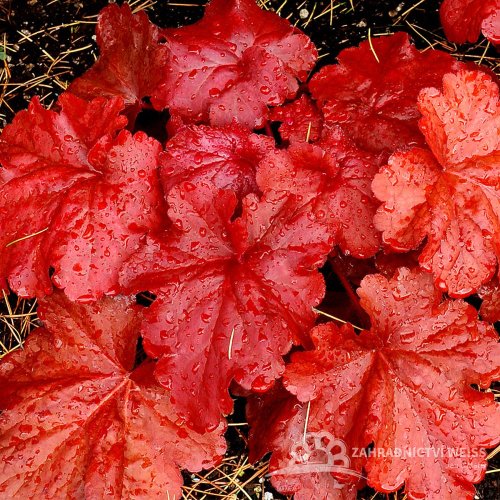 HEUCHERA FIRE ALARM