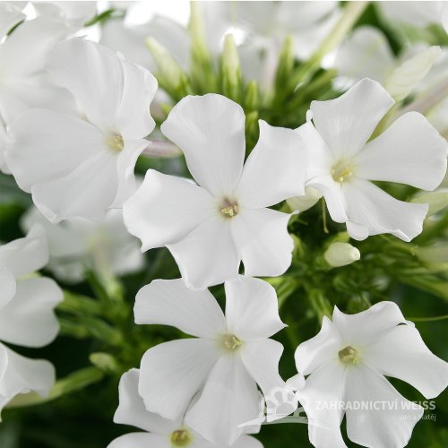 PHLOX PANICULATA EARLY WHITE ®