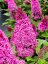 MOTÝLÍ KEŘ – BUDDLEJA DAVIDII BUTTERFLY CANDY LITTLE CERISE