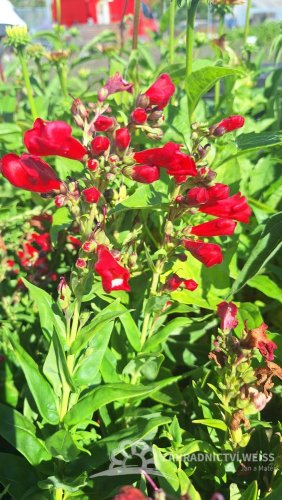 PENSTEMON HARTWEGII POLARIS RED