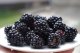 OSTRUŽINA ČAČANSKÁ BESTRNÁ - RUBUS FRUTICOSUS