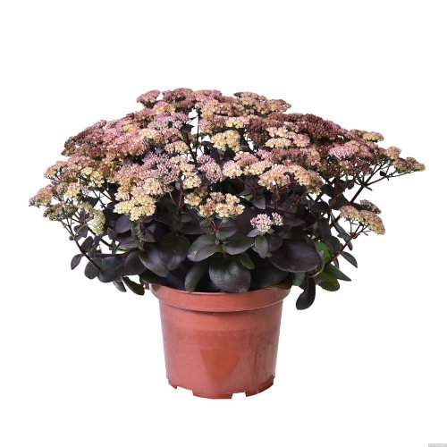 SEDUM HYBRID. GLOBE  YELLOW