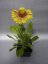 KOKARDA- GAILLARDIA GRANDIFLORA